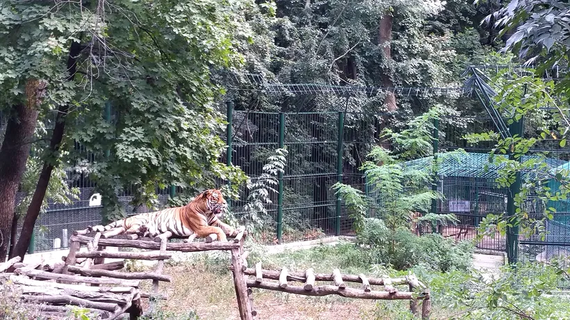 Bărbatul care a fost muşcat de picior de un tigru la ZOO Bârlad nu își mai amintește nimic. Spune că l-a atacat o pisică mai mare