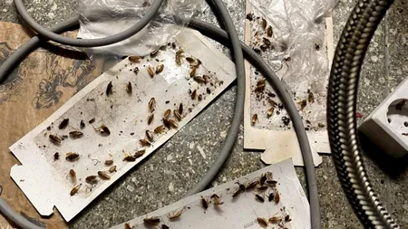 Nereguli grave depistate de ANPC la mai multe magazine Mega Image din București