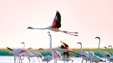 Imagini de COLECȚIE în Delta Dunării! Peisajul de poveste în care au poposit sute de păsări FLAMINGO / Ce ne sfătuiesc specialiștii