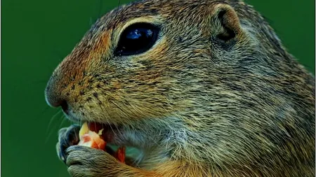 Croitorul Marmorat, Popândăul European, Vipera Moldavă, Șoarecele Săritor. Lista lui Orban