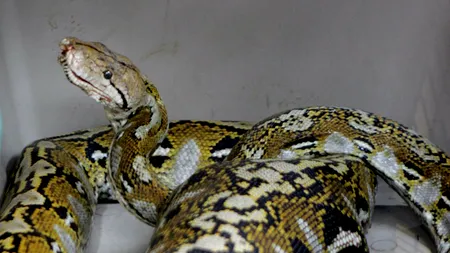 Un piton scăpat dintr-un magazin de animale a ucis doi copii în timp ce dormeau, în Canada