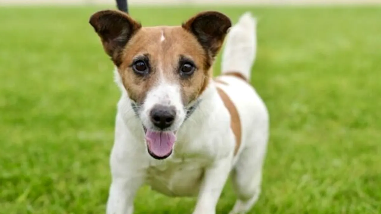 Judecătorii din Cluj-Napoca au avut parte de un caz inedit: un bărbat a cerut custodia câinelui pe care l-a dat spre adopție în urmă cu mai mulți ani