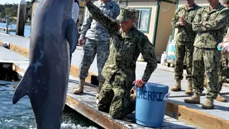 Delfini dresați pentru misiuni militare, în Marea Neagră. Dușa: Este o noutate