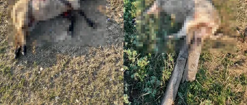 VIDEO | Un fermier din Scornicești este terorizat de o haită de maidanezi, care i-au ucis 30 de oi până acum. „Autoritățile nu ne ajută cu nimic”