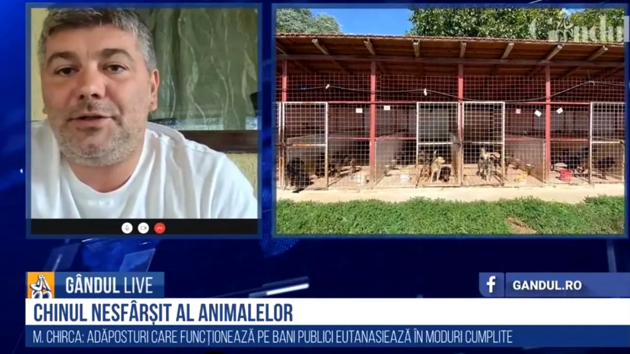 Marius Chirca, la GÂNDUL LIVE, despre controalele la DSV-uri și adăposturi: Unele firme capturează și de câte 4-5 ori aceiași 50 de câini / Cum ajunge ketamina din cabinetele veterinare pe piața neagră pentru consum - VIDEO