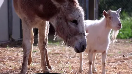 Prietenia incredibilă dintre un țap și un măgar. Cum a reacționat Mr. G când s-a reîntâlnit cu Jellybean 