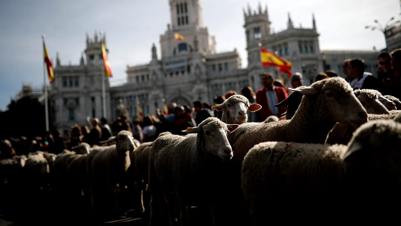 Sute de oi AU BLOCAT TRAFICUL în Madrid. TRADIȚIA pe care capitala Spaniei NU O UITĂ