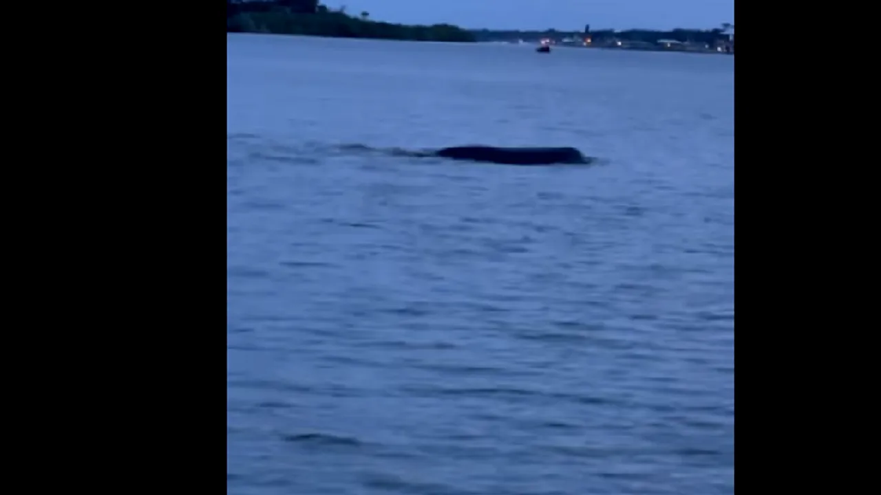VIDEO | Creatură misterioasă observată într-un lac din Florida. Vietatea avea peste 3 metri și 