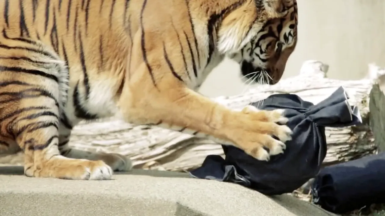 Tigrul de pluș al lui Darius Vâlcov