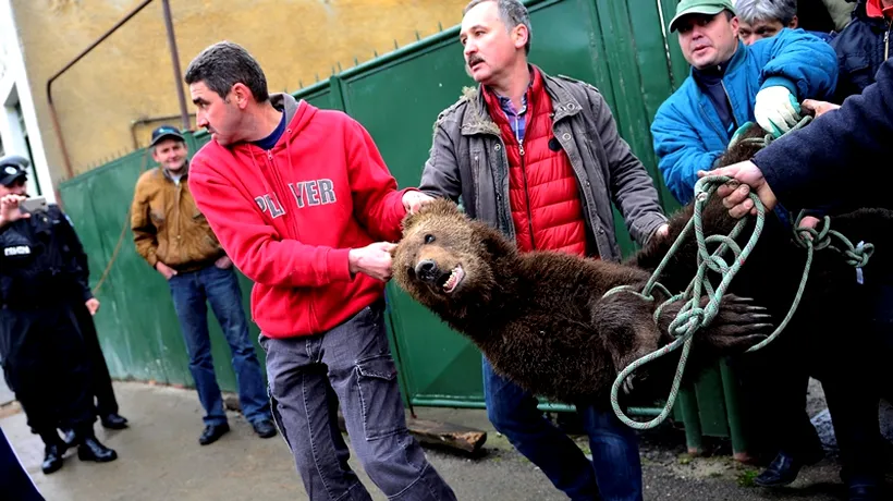 Ce se va întâmpla cu puiul de urs găsit în pivnița unei case din Sibiu