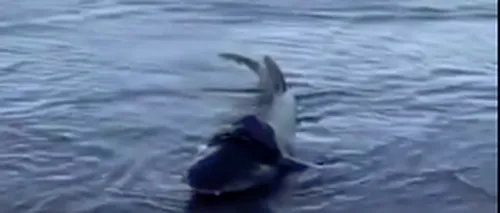 Un rechin a fost la un pas de moarte după ce s-a sufocat din cauza plasticului. Reacția admirabilă a turiștilor - VIDEO