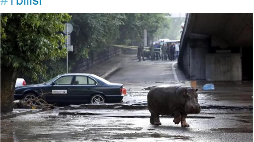 Directorul grădinii zoologice din Tbilisi cere autorităților să nu ucidă animalele găsite pe străzi