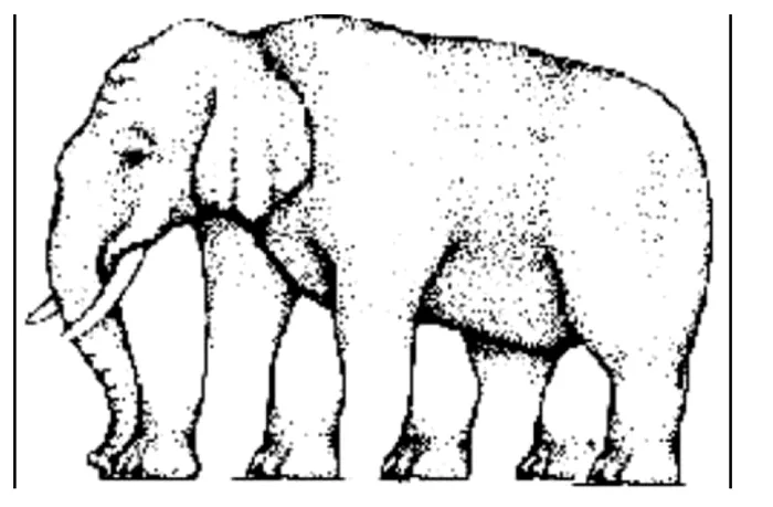 Iluzie optică virală | Câte picioare are acest elefant, de fapt? Răspunsul te va uimi