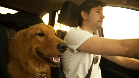Ce RISCAȚI dacă transportați animalul de companie pe locurile din față ale mașinii / Toți șoferii trebuie să știe asta!