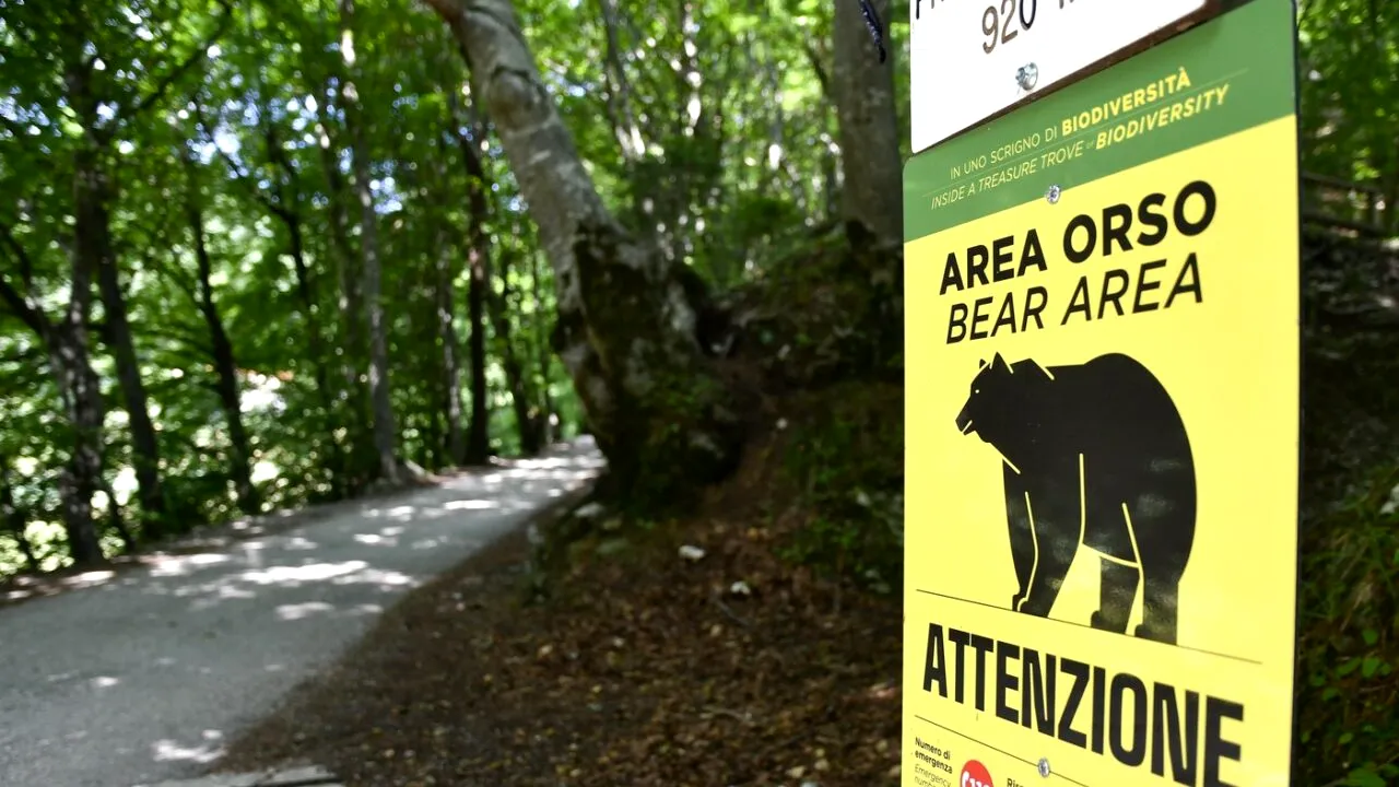 Problema URȘILOR depășește granițele României. Împușcarea unui exemplar în ITALIA scandalizează activiștii pentru drepturile animalelor