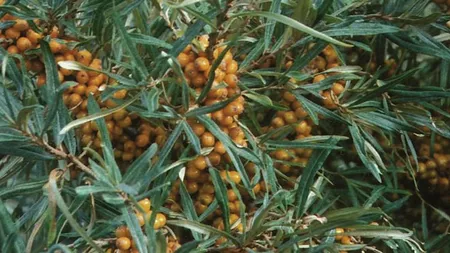 Planta din care te poți îmbogăți: este cea mai rentabilă cultură, iar cererea în Europa este enormă. Cât exportă România