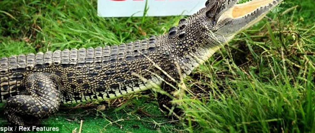 Un crocodil de apă sărată este scos la vânzare ca animal de companie