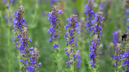 Planta pe care trebuie să o ai în casa ta. Aduce noroc