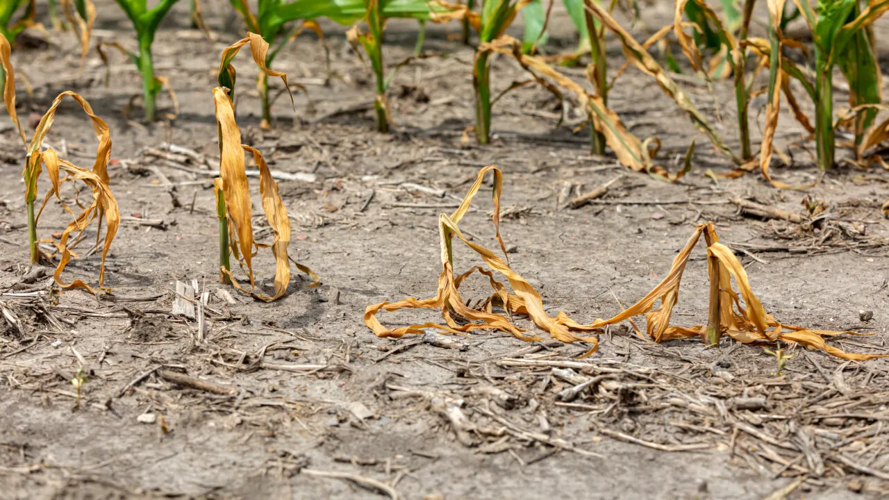 SECETA provoacă pagube imense în România. Unele culturi sunt deja compromise