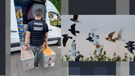 Cum a încercat o bandă de HOȚI de porumbei să păcălească mai mulți milionari din România. Paguba este estimată la peste 2.000.000 de euro