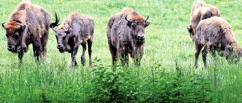 Ce nume de botez au primit puii de zimbru din Parcul Natural Vânători Neamț