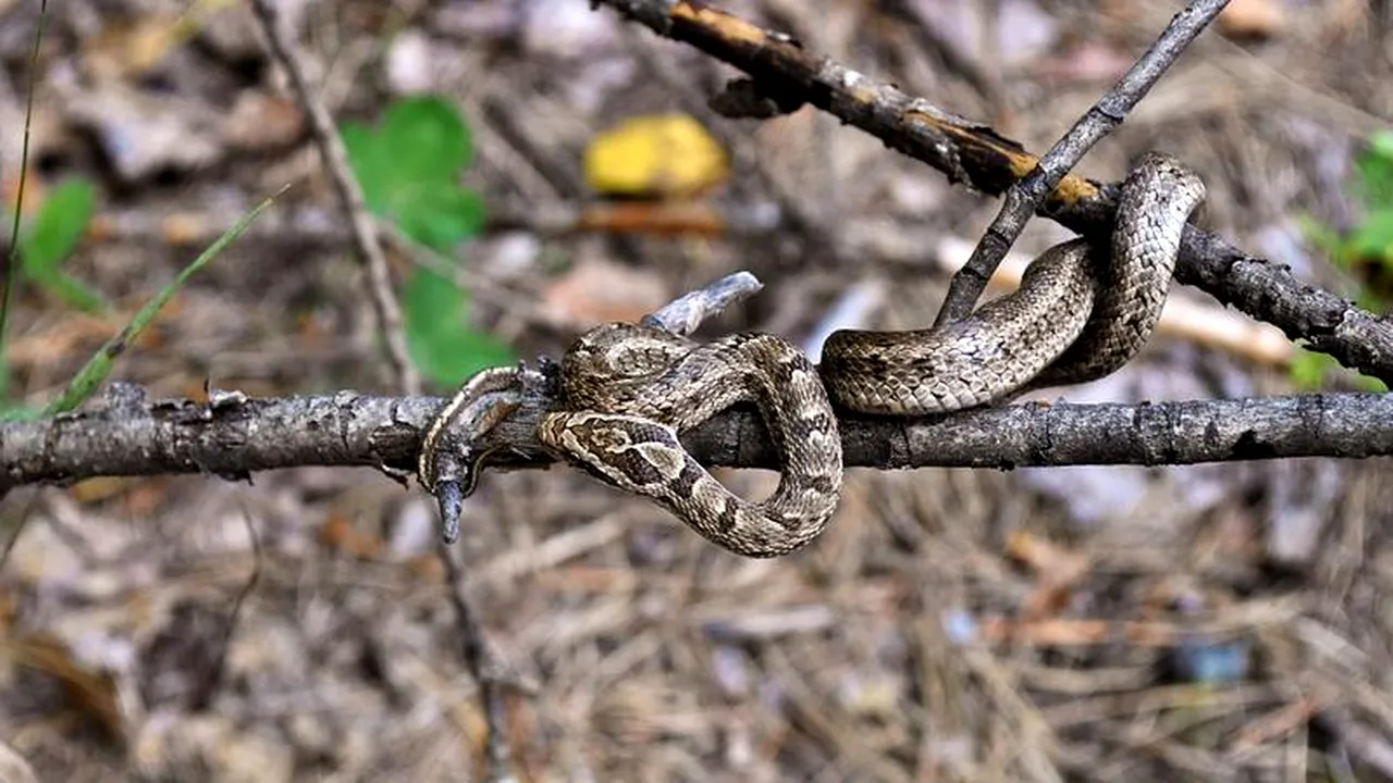 URGENȚĂ. O fată de 15 ani a ajuns la spital mușcată de șarpe, la Iași. „Putea muri în câteva ore” / Sfaturi care îți pot salva viața în astfel de situații, de la medicul Tudor Ciuhodaru