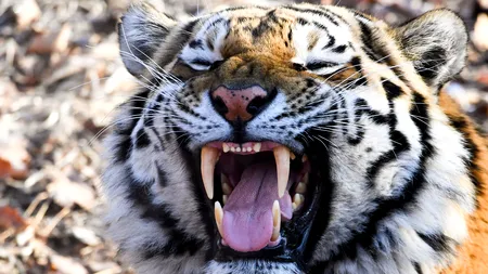 S-au dus să fumeze marijuana într-o casă părăsită și au găsit... UN TIGRU