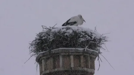 O BARZĂ din Brașov A UITAT să migreze. Pompierii și alpiniștii caută SOLUȚII pentru a o ajuta SĂ SUPRAVIEȚUIASCĂ
