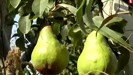 România în topul producătorilor de fructe din Uniunea Europeană în 2023. Acest scenariu, imposibil în 2025