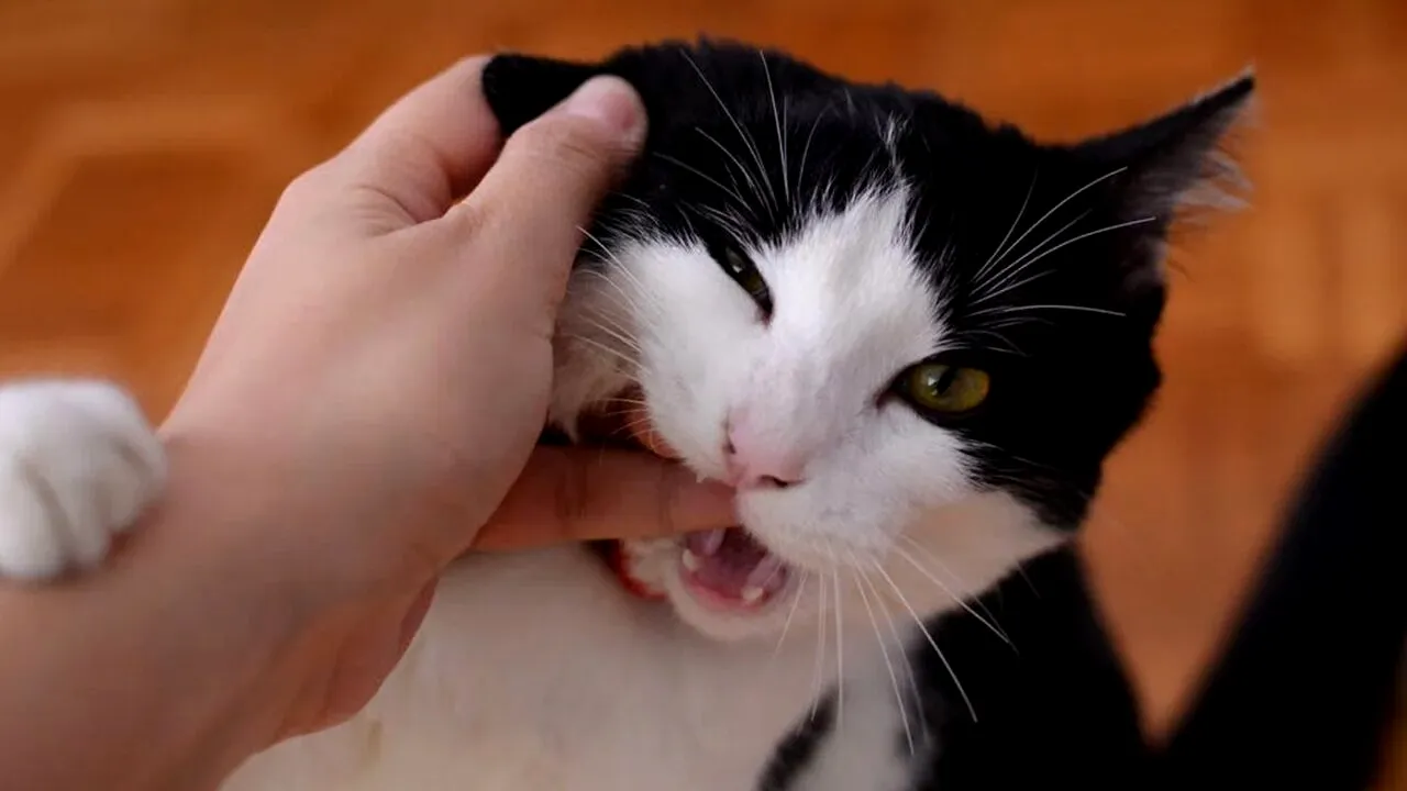 S-a deslușit misterul! Ce se întâmplă cu pisicile când le iei de ceafă, de fapt. Motivul pentru care nu reacționeză