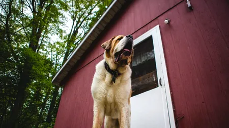 Noi reguli pentru românii care dețin un câine la curte. Nerespectarea atrage o AMENDĂ usturătoare