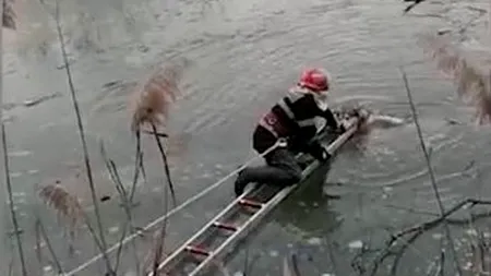 GÂNDUL LIVE. Un câine căzut într-un râu înghețat, salvat în ultima clipă de pompierii din Alba