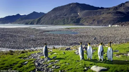 GALERIE FOTO. Cum așteaptă pinguinii marele îngheț