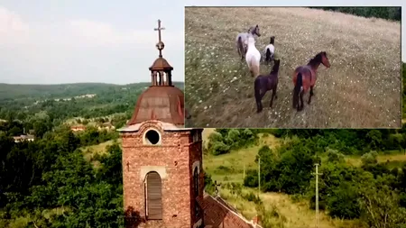 Colțul uitat de RAI din România. A devenit „cămin” inclusiv pentru o herghelie de cai sălbatici și o cireadă unică de vaci