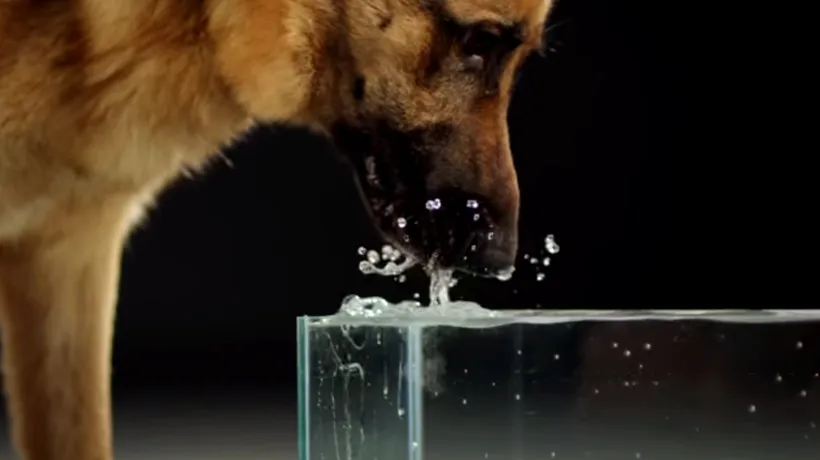 A fost descifrat misterul care înconjoară felul în care beau apă pisicile și câinii