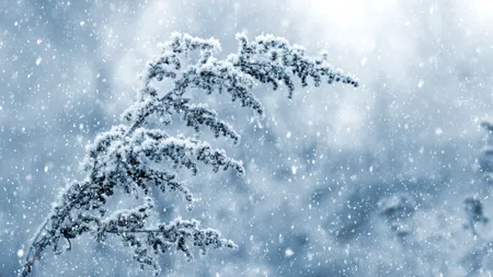Nou val de ninsori în România. Prognoza meteo până la începutul lunii februarie
