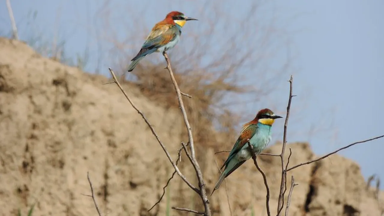 Simfonia păsărilor și a gâzelor, tulburată de încălzirea globală