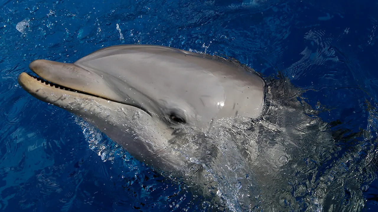 Delfini DROGAȚI, descoperiți în Golful Mexic. Cercetătorii au spus despre ce substanță e vorba, dar nu își explică existența ei în corpul mamiferelor