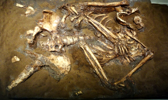 Scheletul unui neanderthalian înmormântat. Sursa Foto - Profimedia 