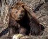 Alertă de URS pe o stradă din stațiunea Bușteni. Animalul sălbatic a apărut pe strada Amurgului