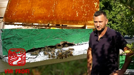 Claudiu Mihalcea și borcanele lui delicioase. Teama de înțepături de albine, tratată cu PASIUNE