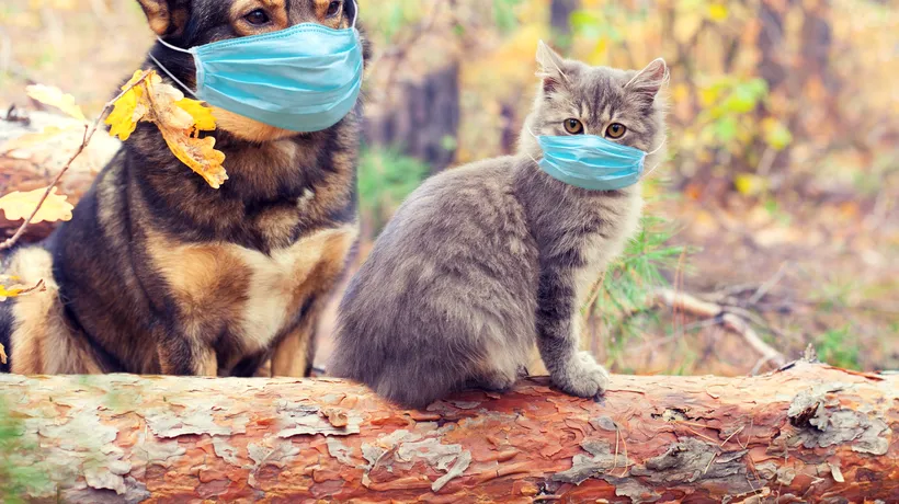 Cum se pot îmbolnăvi de COVID-19 animalele de companie și cum le puteți proteja de virus