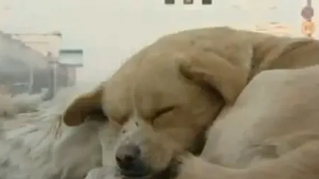 VIDEO. Moment emoționant pe o stradă din China: câinele care nu voia să-și părăsească prietenul 