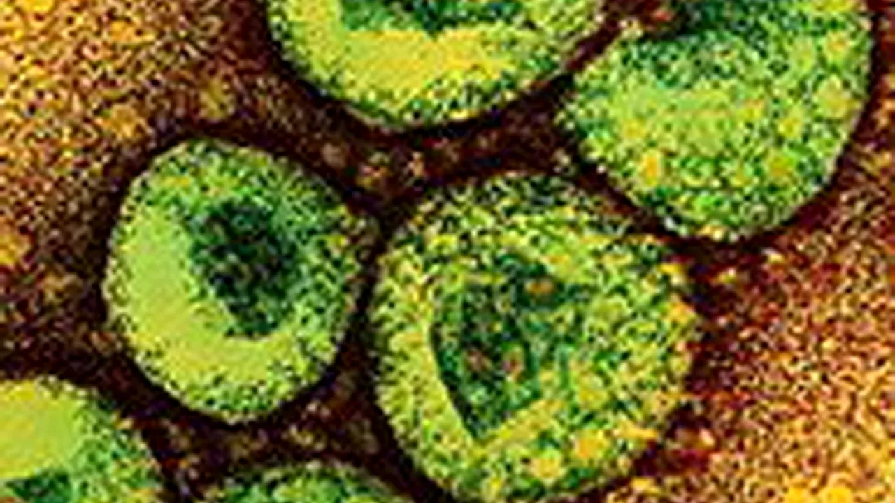 Avertizarea OMS cu privire la modul de transmitere a 