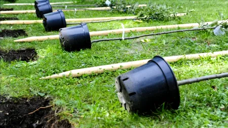 Au fost plantați atât de mulți copaci în China încât ciclul apei a fost perturbat. Cum a putut reîmpădurirea să agraveze seceta