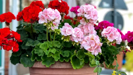 Ce să faci pentru a avea mușcate cu flori bogate, acasă. Cele 5 aspecte care ajută la înflorirea abundentă, în grădină sau pe balcon