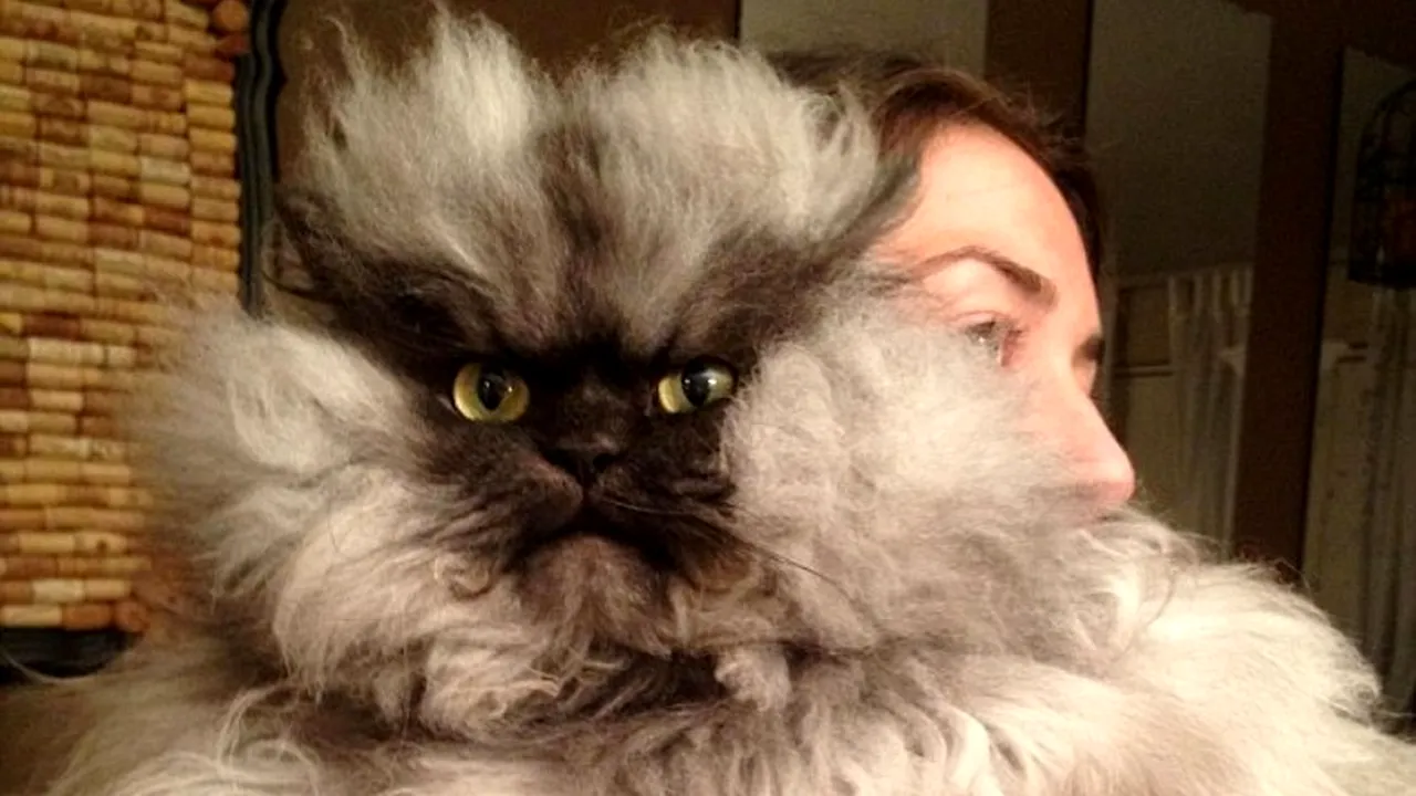 Colonel Meow, cel mai nervos motan din lume. GALERIE FOTO