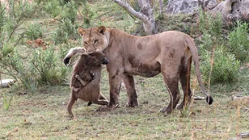 Reacția acestei leoaice când și-a dat seama că femela babuin pe care tocmai o ucisese are un pui. Ce a urmat ESTE ULUITOR