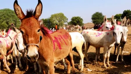 Cinci animale care au candidat cu succes la alegeri
