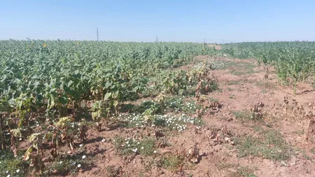 LOVITURĂ pentru agricultorii din Dolj. Culturile de porumb și floarea - soarelui, în pericol: 